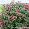 Spiraea j. Double Play® Red