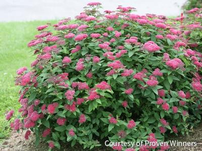 Spiraea j. Double Play® Red