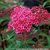 Spiraea j. 'Neon Flash'