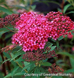 Spiraea j. 'Neon Flash'