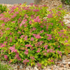 Spiraea x b. 'Magic Carpet'