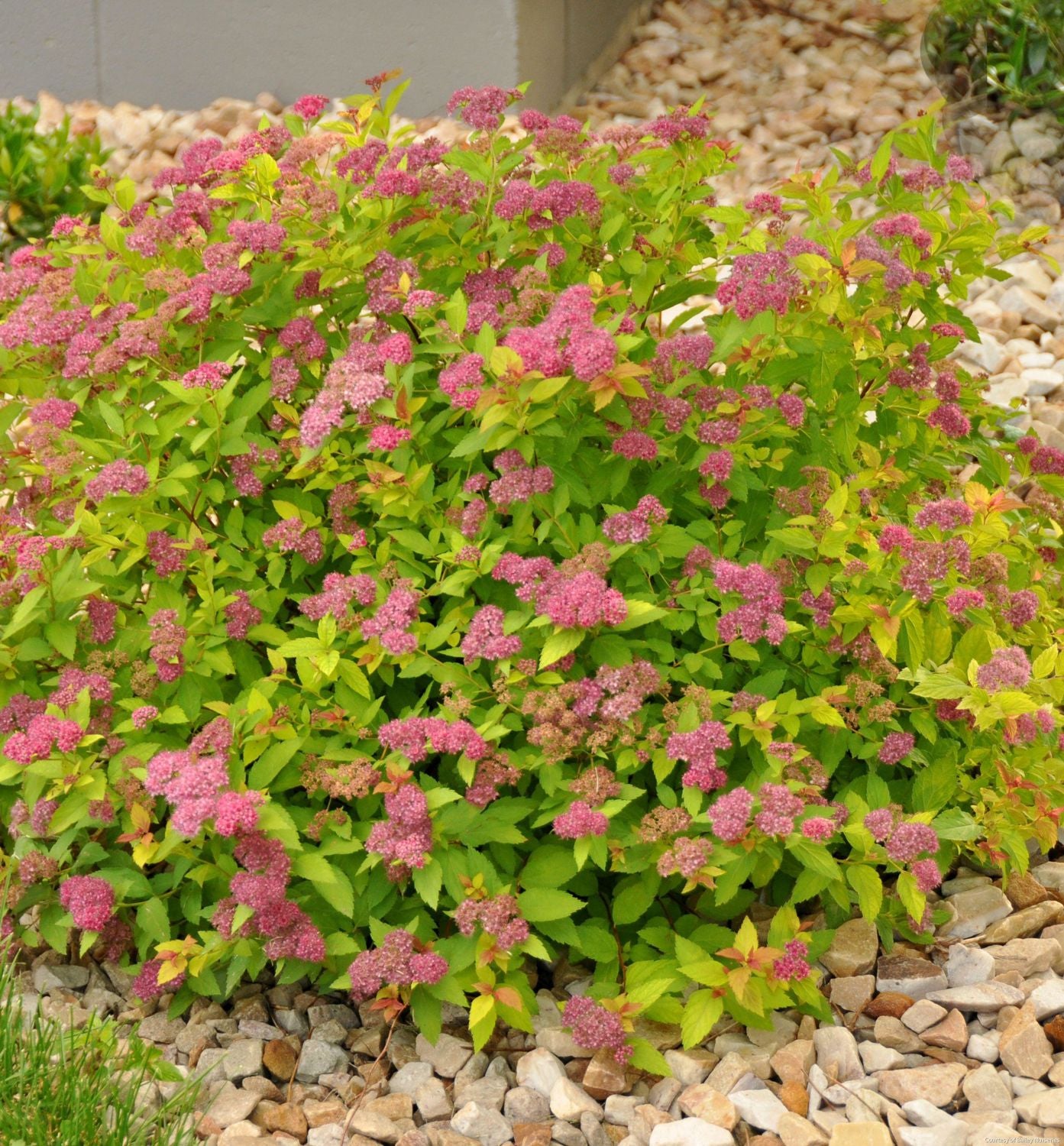 Spiraea x b. 'Magic Carpet'