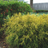 Chamaecyparis p. 'King's Gold'