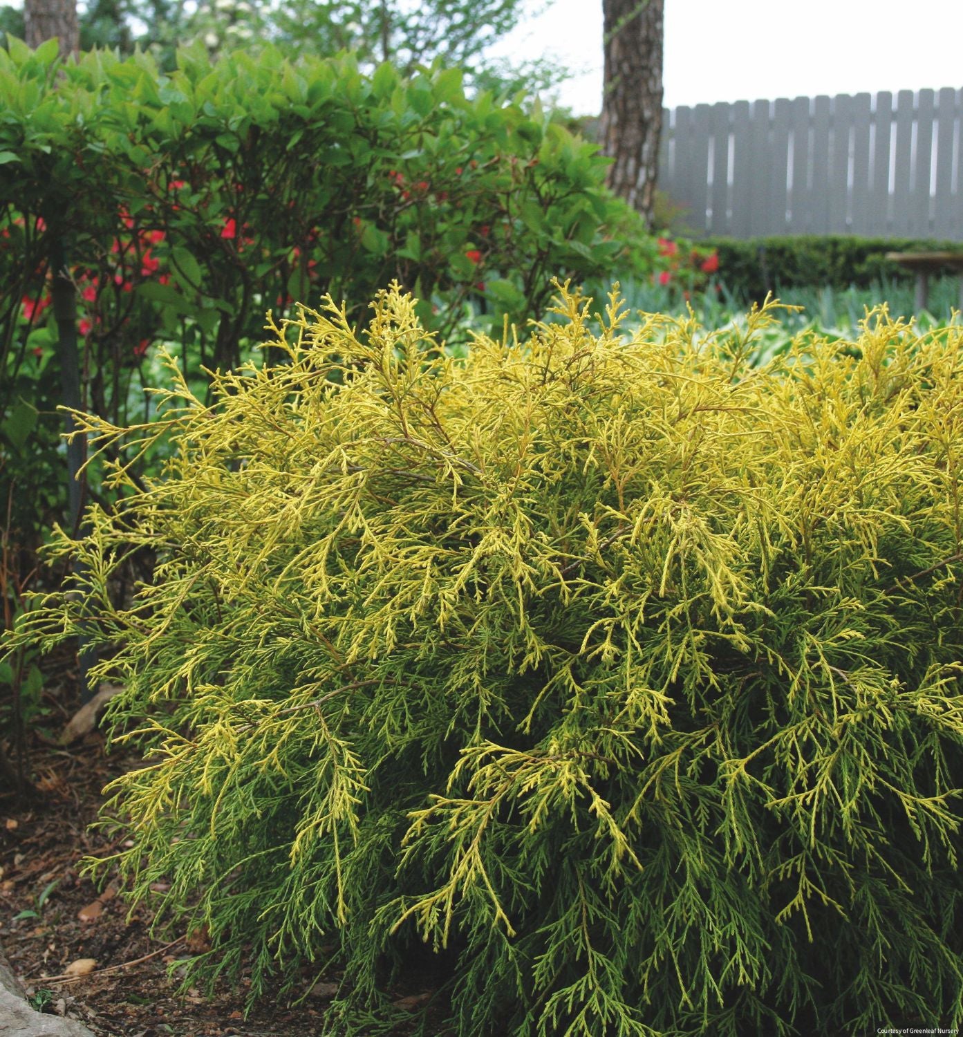 Chamaecyparis p. 'King's Gold'