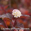Physocarpus o. Ginger Wine®