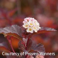 Physocarpus o. Ginger Wine®
