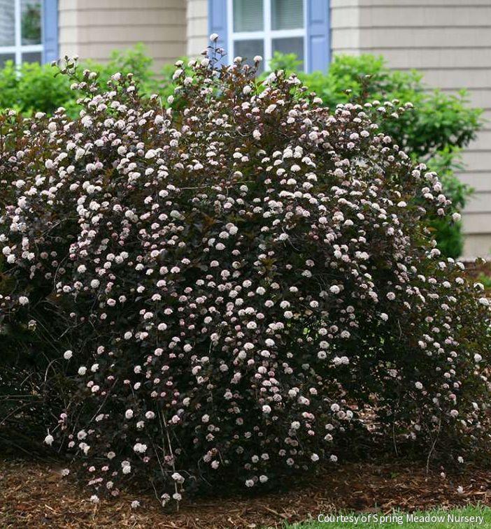 Physocarpus o. Summer Wine®