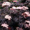 Sambucus n. Black Lace®