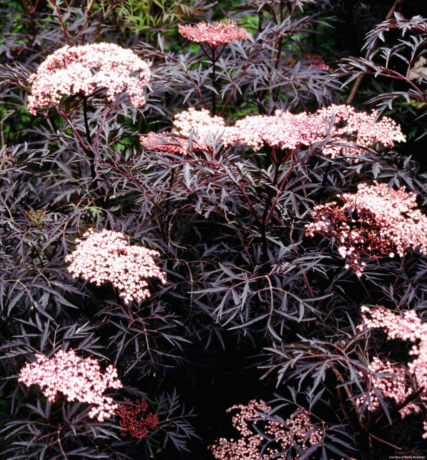 Sambucus n. Black Lace®