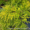 Sambucus r. Lemony Lace®
