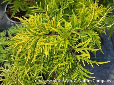 Sambucus r. Lemony Lace®