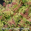 Sorbaria s. Mr. Mustard®