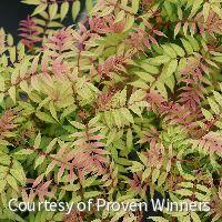 Sorbaria s. Mr. Mustard®