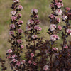 Physocarpus o. Tiny Wine®