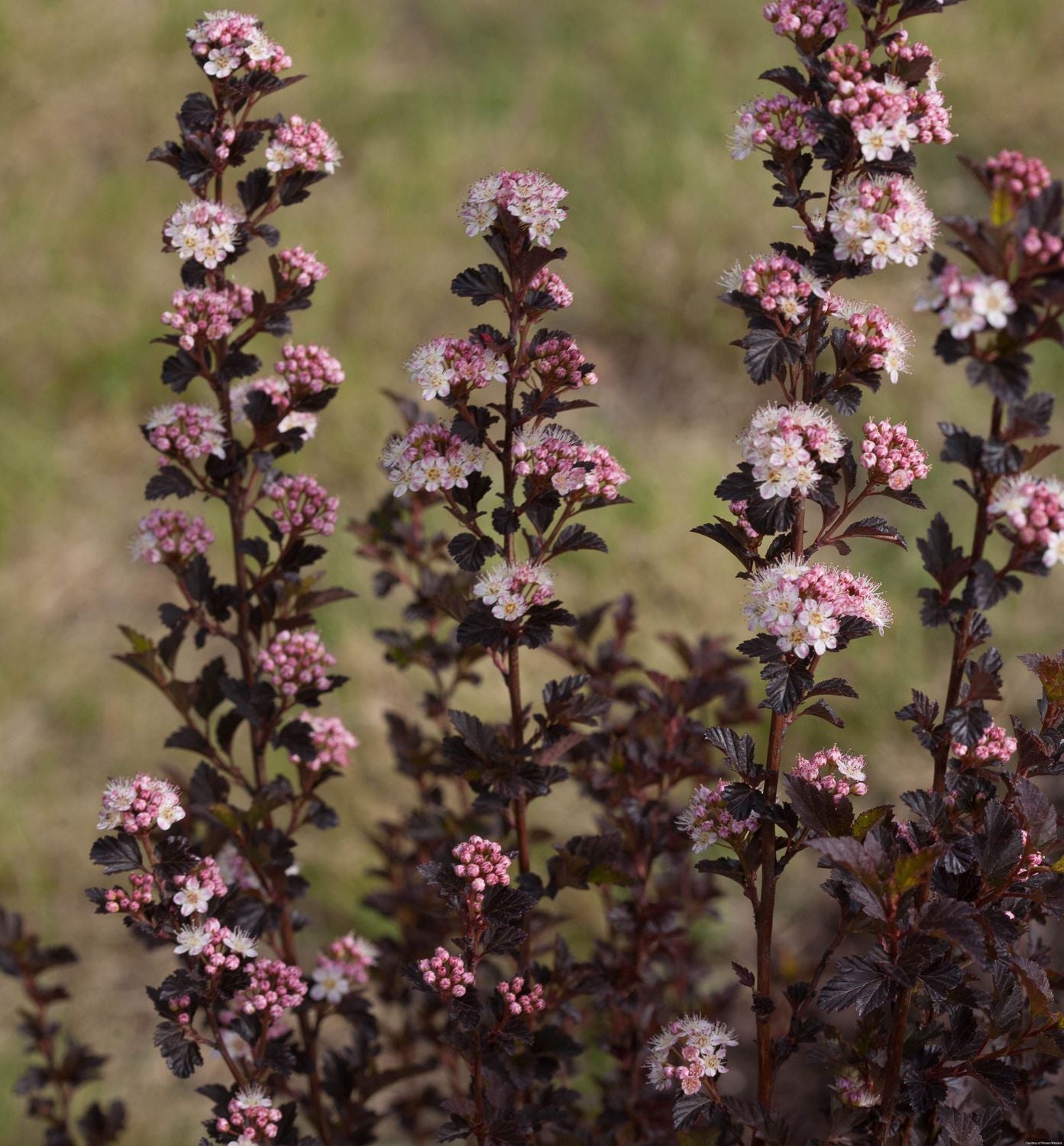 Physocarpus o. Tiny Wine®