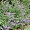 Vitex Rock Steady™