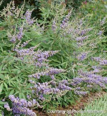 Vitex Rock Steady™