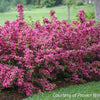 Weigela f. Sonic Bloom® Pink
