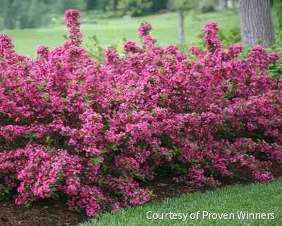 Weigela f. Sonic Bloom® Pink