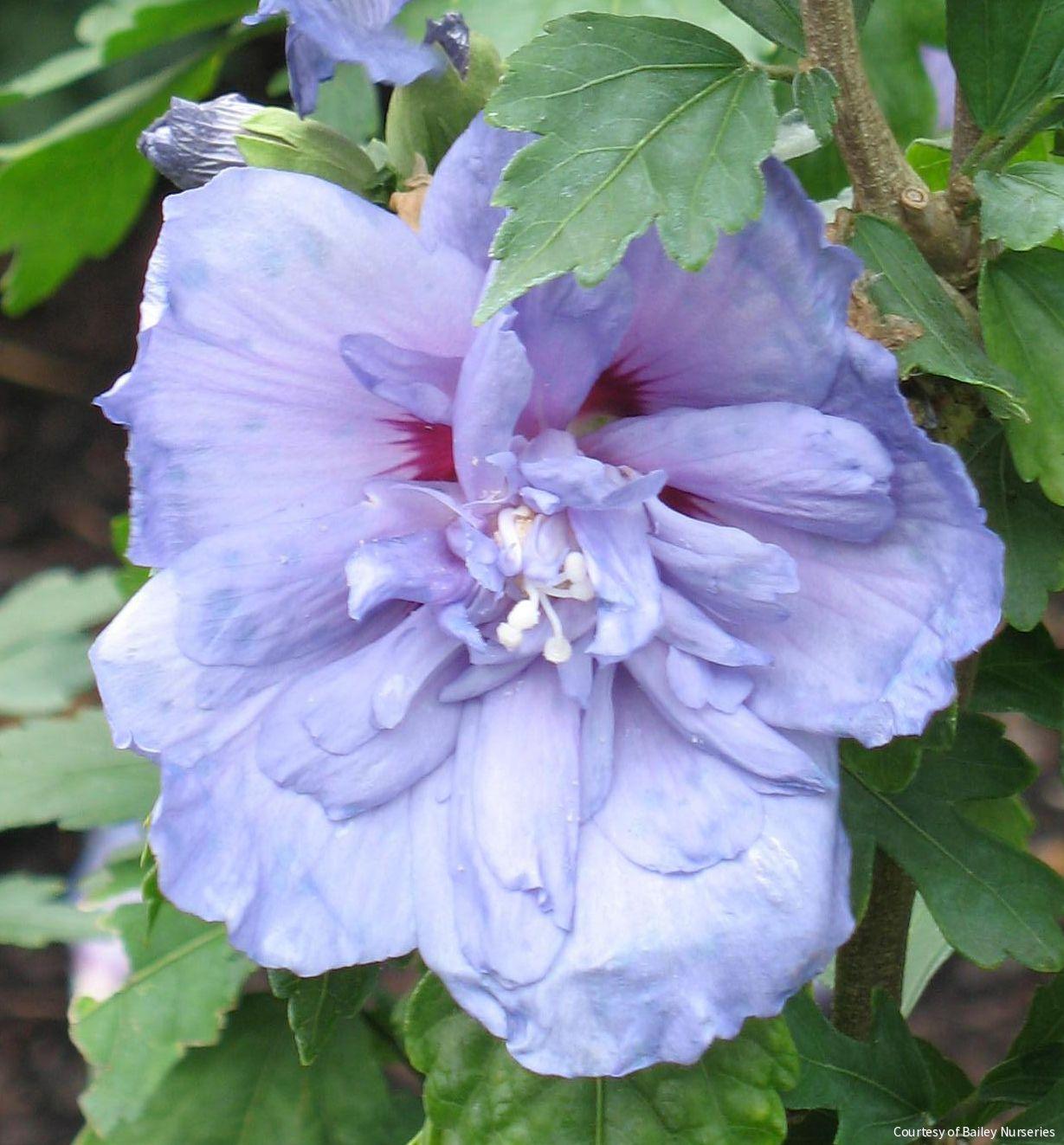 Hibiscus s. Blue Chiffon®