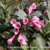 Weigela f. 'Dark Horse'