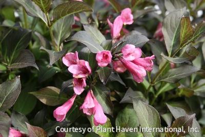 Weigela f. 'Dark Horse'