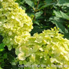 Hydrangea p. Limelight®