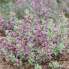 Weigela f. My Monet Purple Effect®