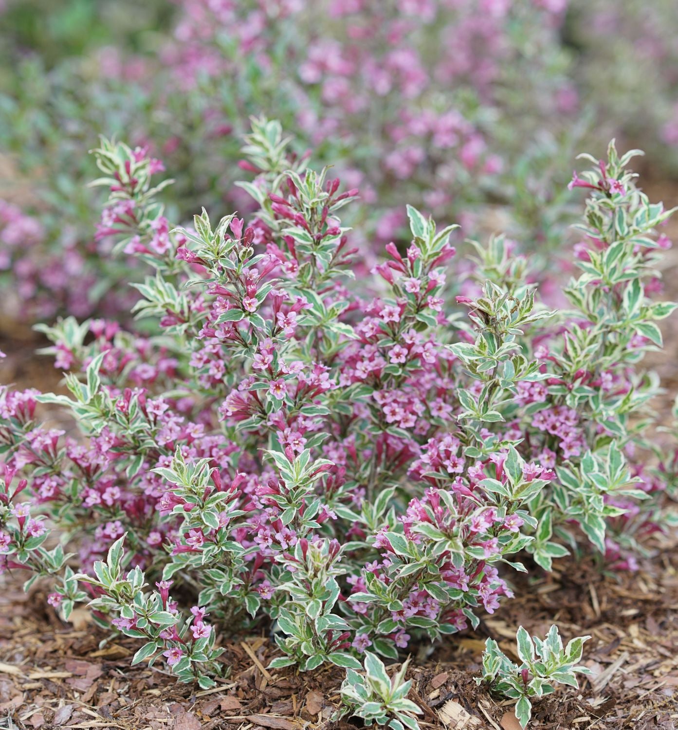 Weigela f. My Monet Purple Effect®