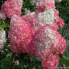 Hydrangea p. Vanilla Strawberry™