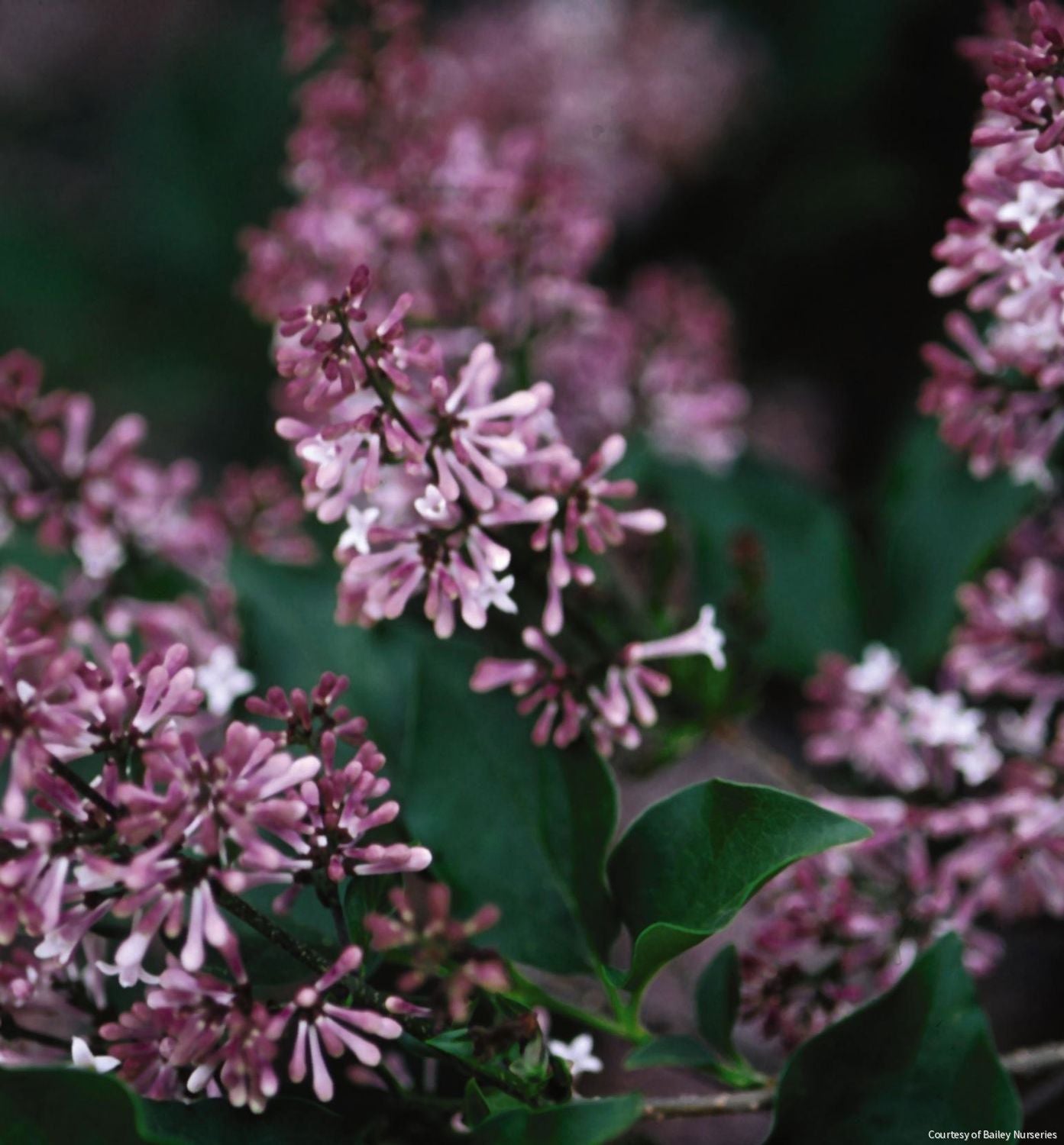 Syringa p. 'Miss Kim'