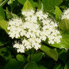 Viburnum n. 'Winterthur'