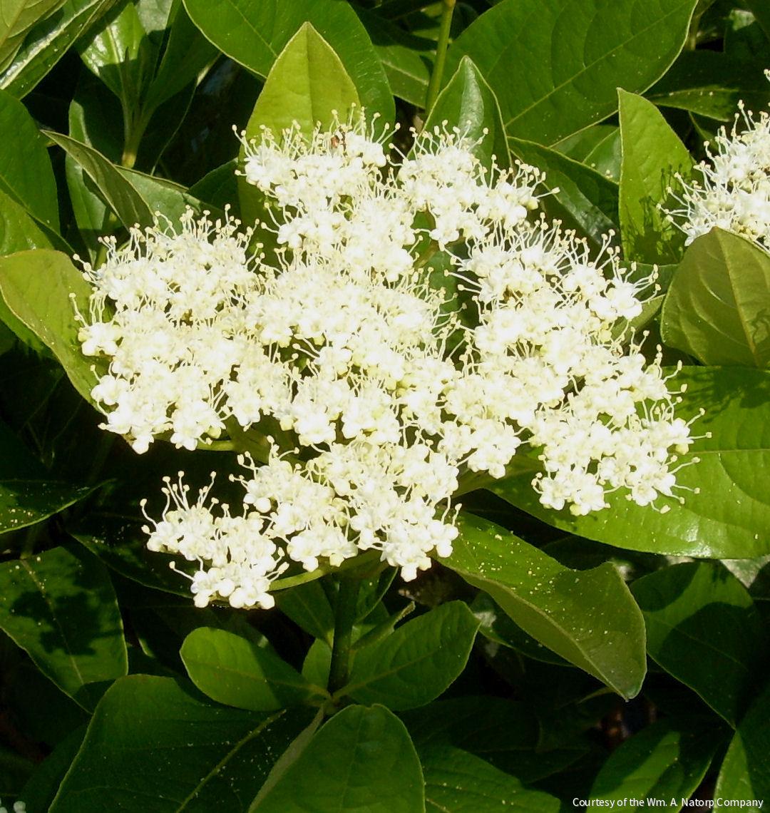 Viburnum n. 'Winterthur'