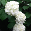 Viburnum p. 'Popcorn'