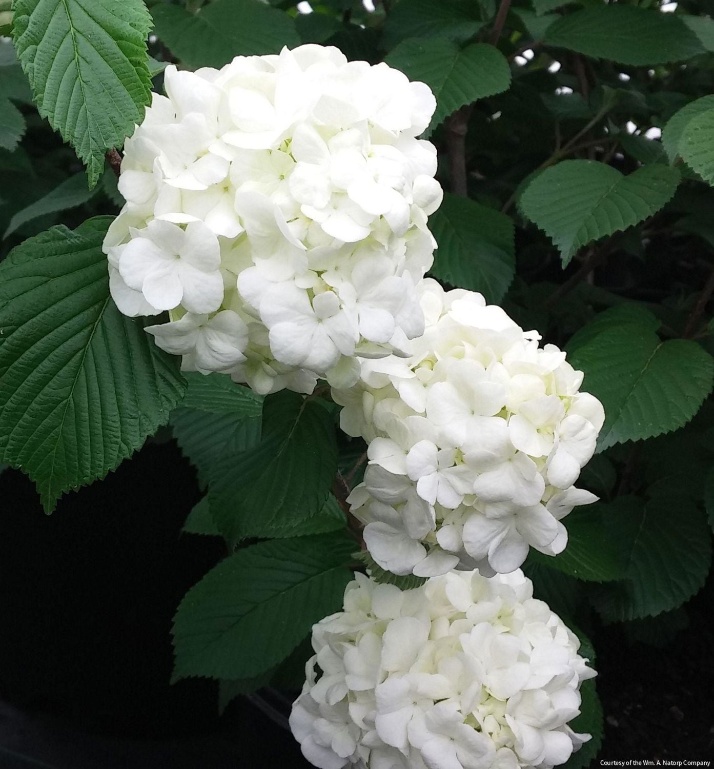 Viburnum p. 'Popcorn'