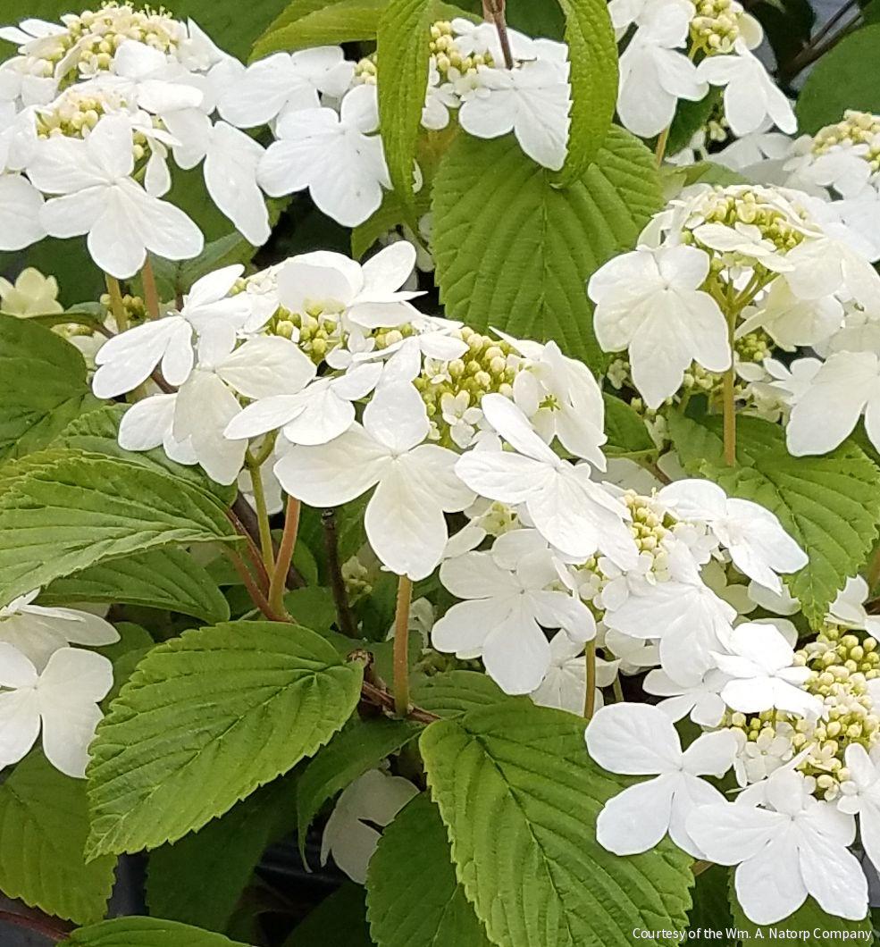 Viburnum p. t. 'Shasta'