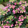 Hydrangea s. Tuff Stuff Top Fun™