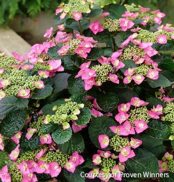 Hydrangea s. Tuff Stuff Top Fun™
