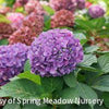 Hydrangea x Let's Dance ¡Arriba!®