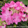 Hydrangea x Let's Dance Can Do!™