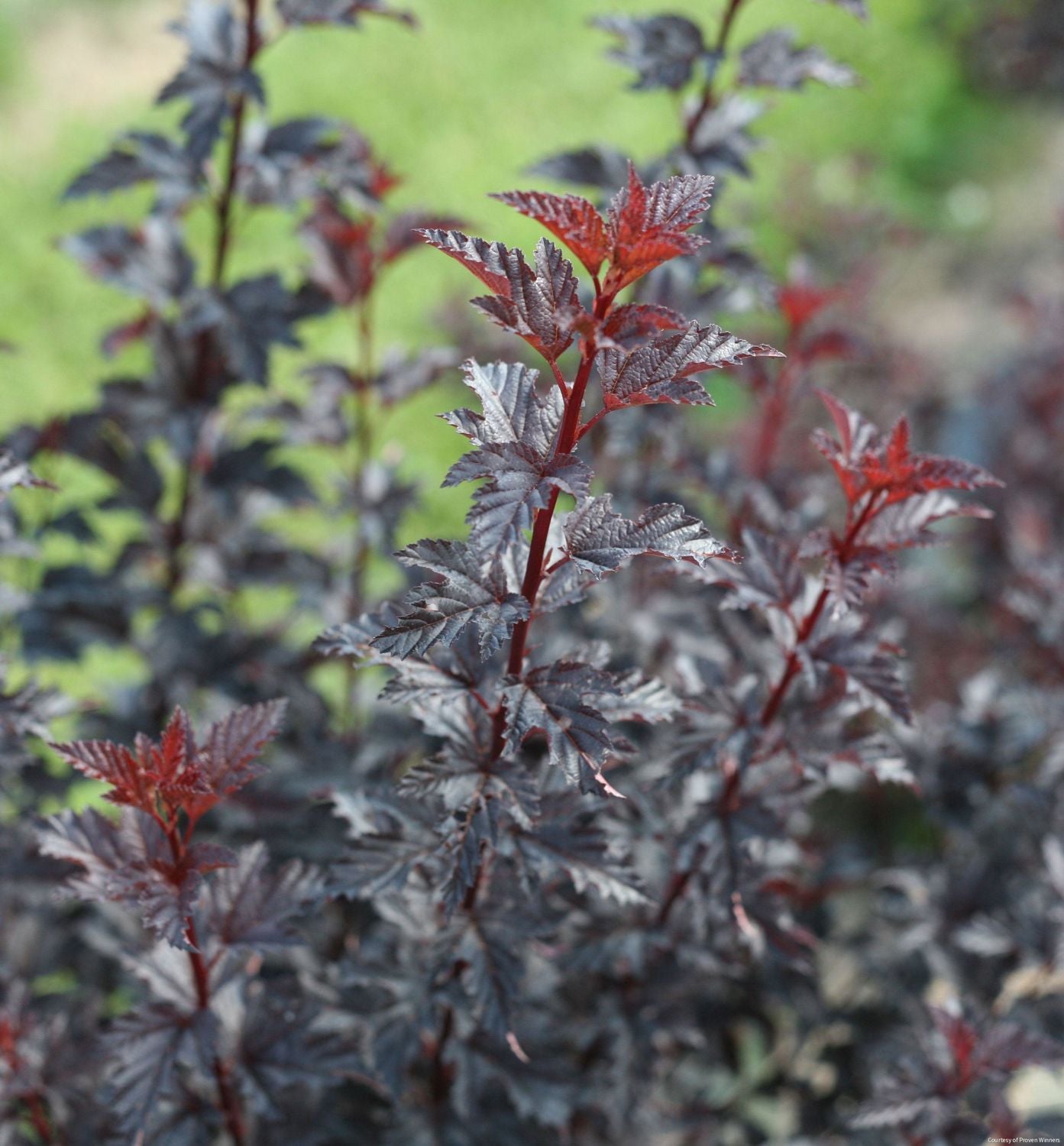 Physocarpus o. Summer Wine® Black