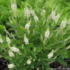 Clethra a. 'Hummingbird'
