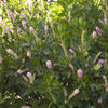 Clethra a. 'Ruby Spice'