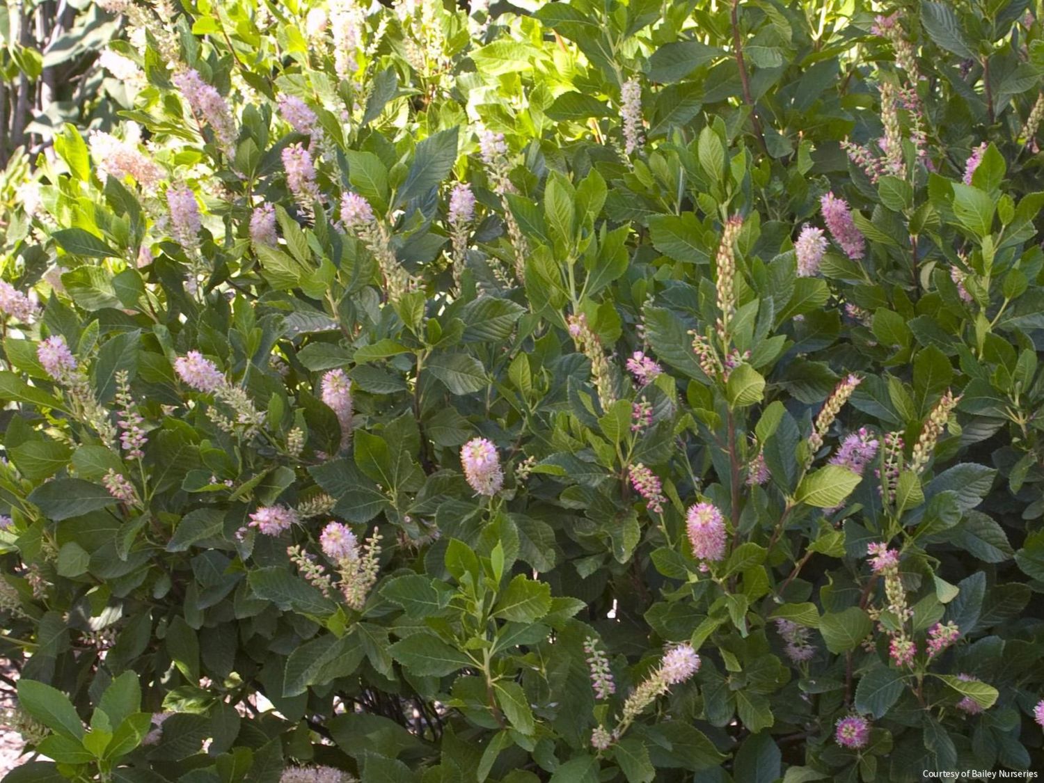 Clethra a. 'Ruby Spice'