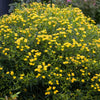Hypericum Sunny Boulevard®