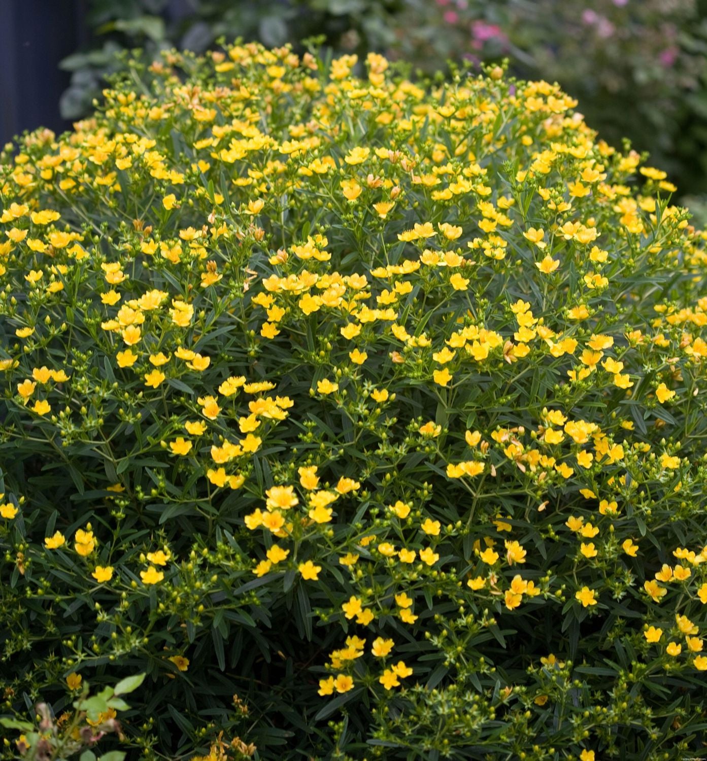 Hypericum Sunny Boulevard®