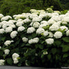 Hydrangea a. 'Annabelle'