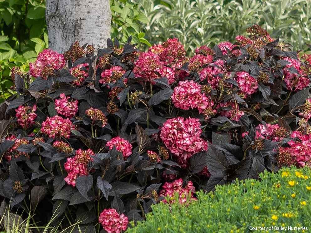 Hydrangea m. Eclipse®