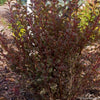 Physocarpus o. Little Devil™