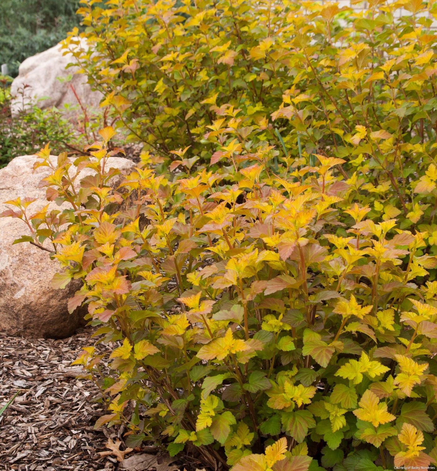 Physocarpus o. Amber Jubilee™